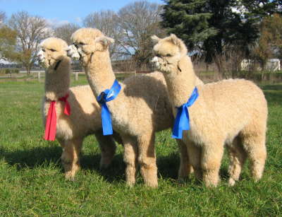 Colourbration Team